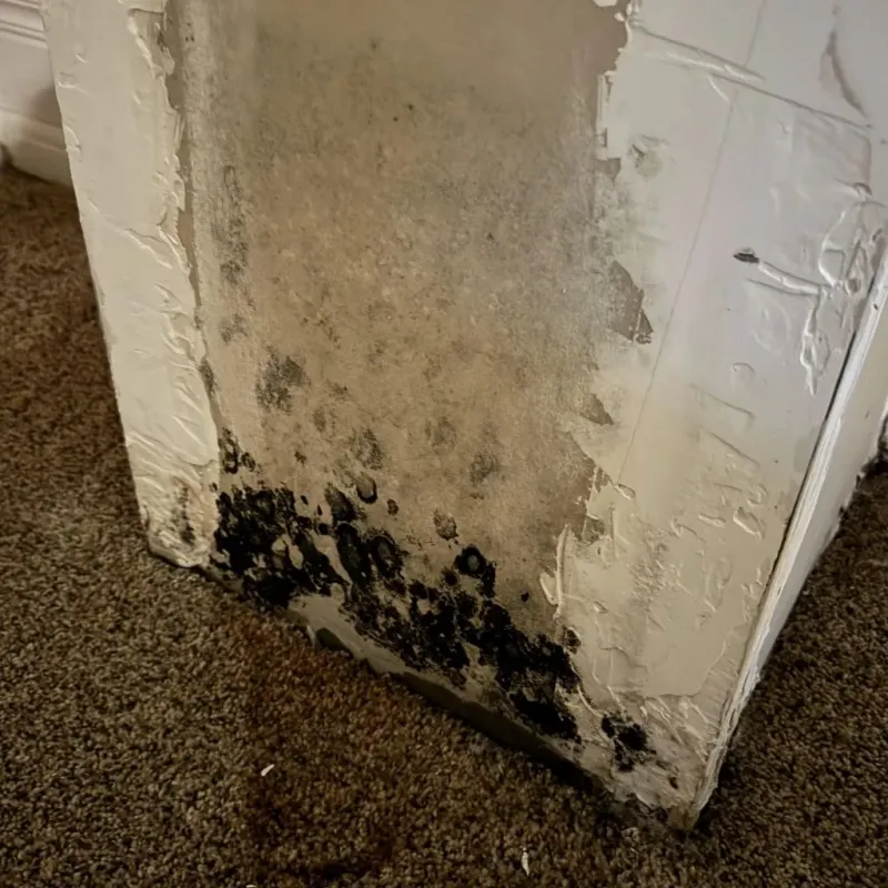 Professional Mold Removal in Pulaski County, AR